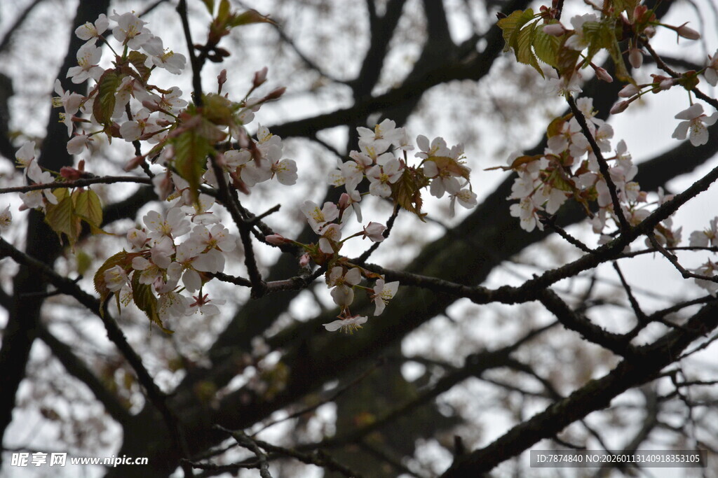 枝头繁花绽放的美丽瞬间