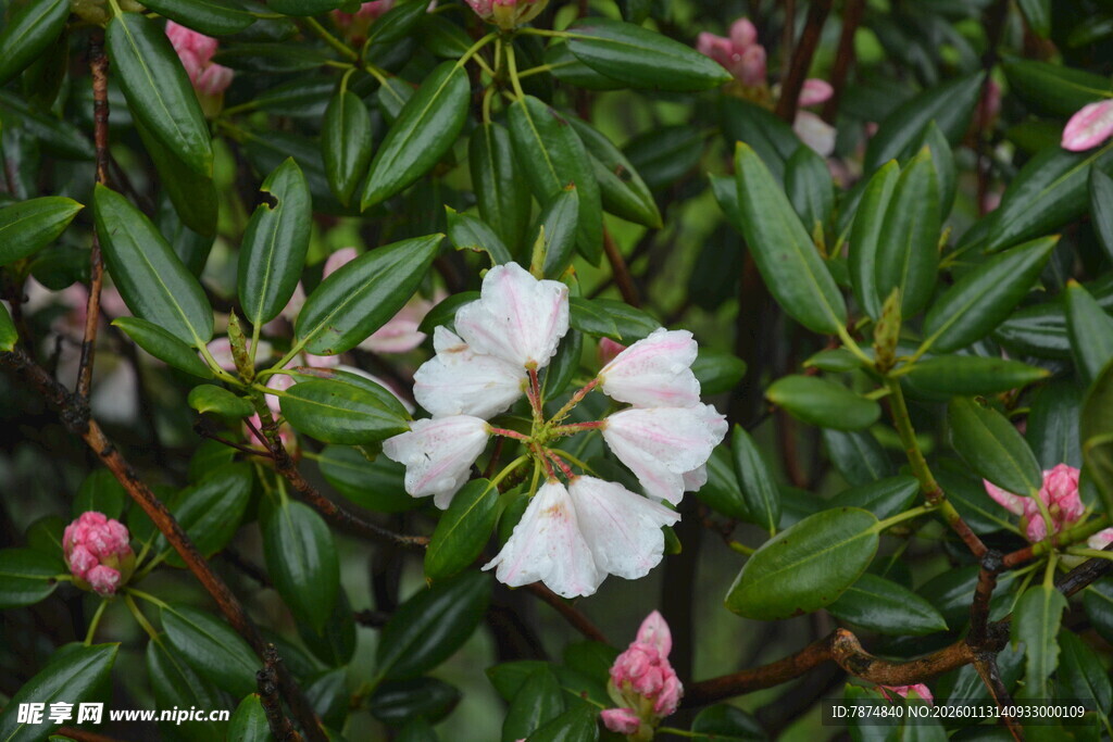 绿叶间绽放的白色花朵