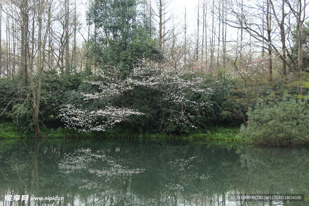 湖畔繁花映绿水