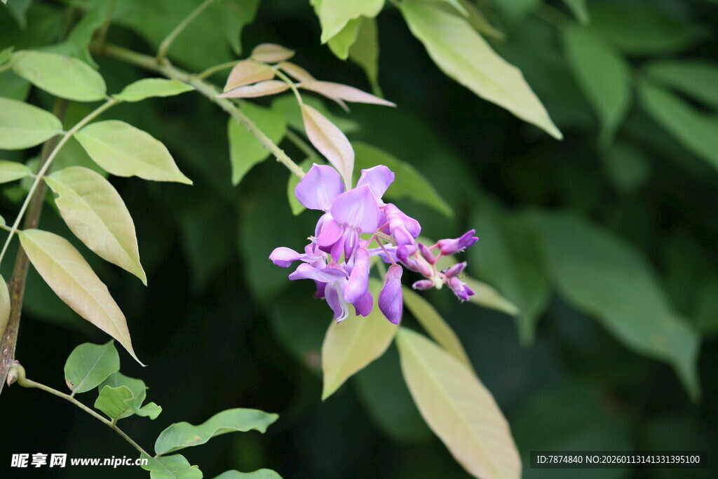 紫色藤蔓花朵特写