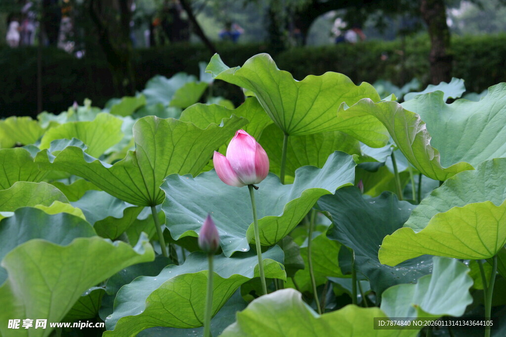 荷塘中绽放的娇艳荷花
