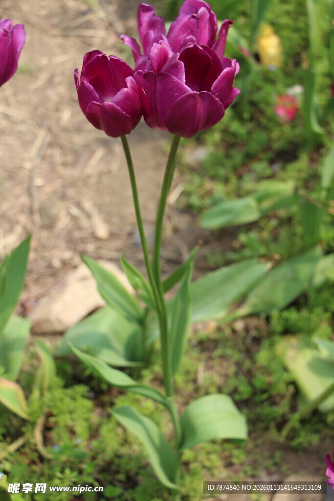 紫色郁金香绽放于草地