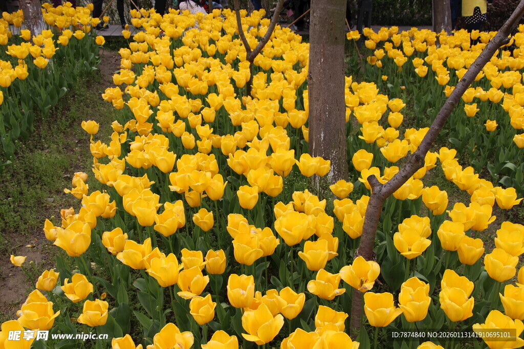 金黄郁金香花海绽放