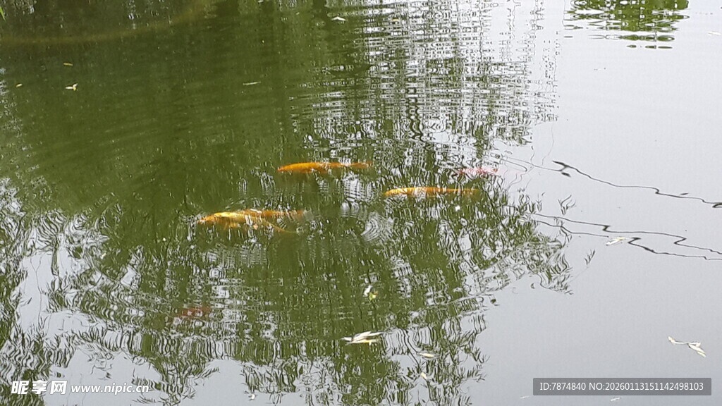 池塘中游动的几条金鱼