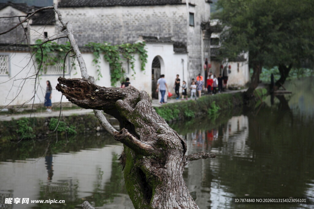 江南水乡枯树旁的行人