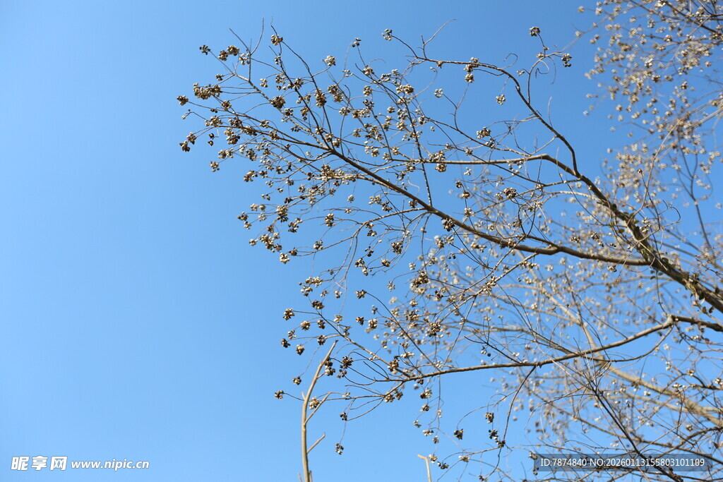 蓝天映衬下的光秃树枝