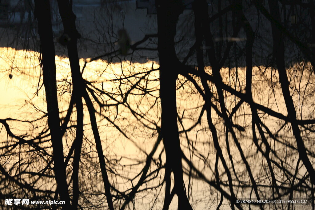 夕阳下的枯树枝