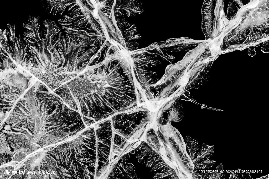 黑白树枝纹理抽象图案