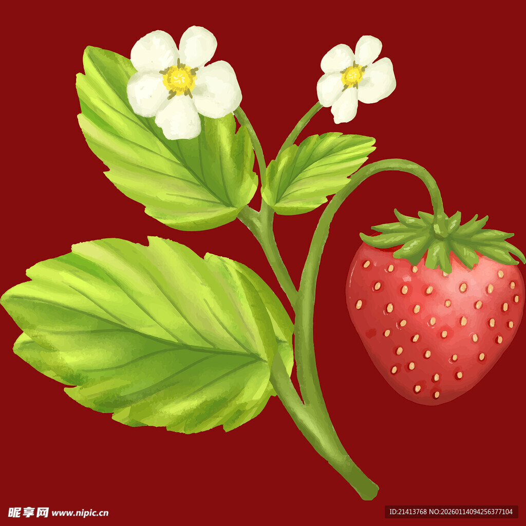 草莓植株插画
