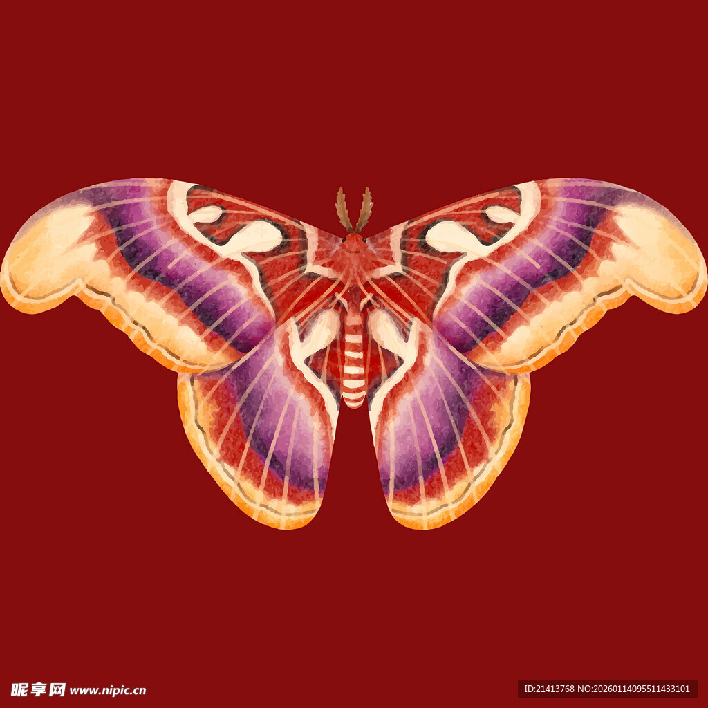 绚丽多彩的大蝴蝶