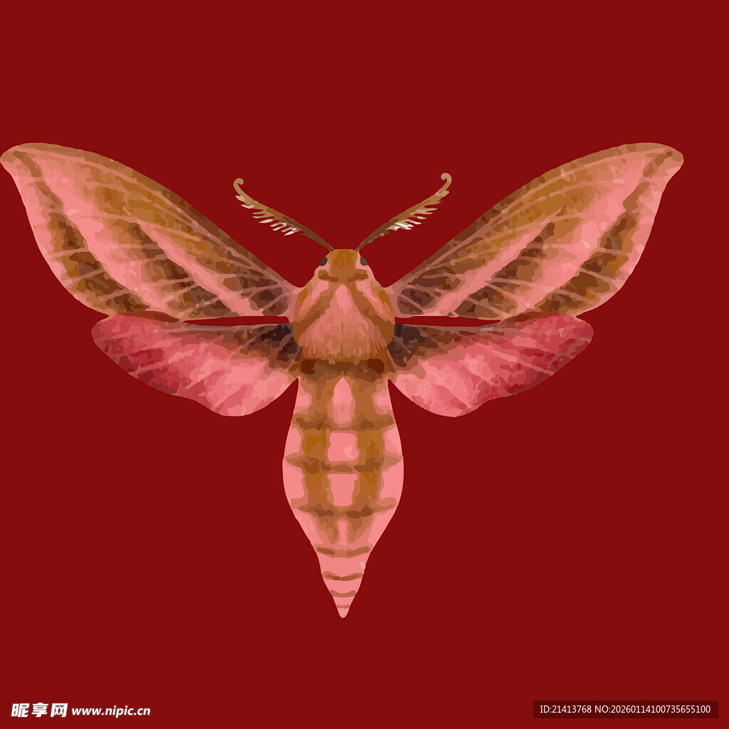 粉色条纹飞蛾特写