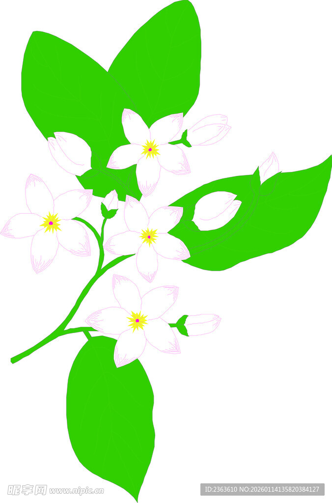 茉莉花枝插画