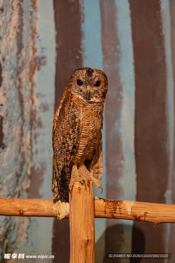 栖息于木杆上的棕色猫头鹰