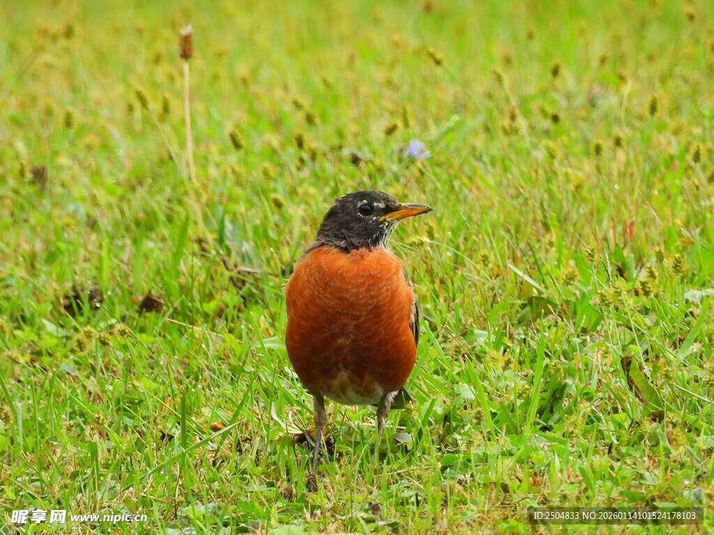 草地上的红胸小鸟