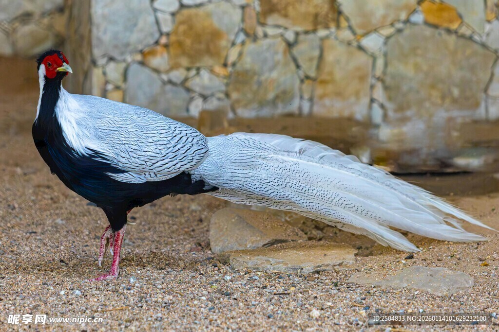 优雅白鹇展示修长尾羽