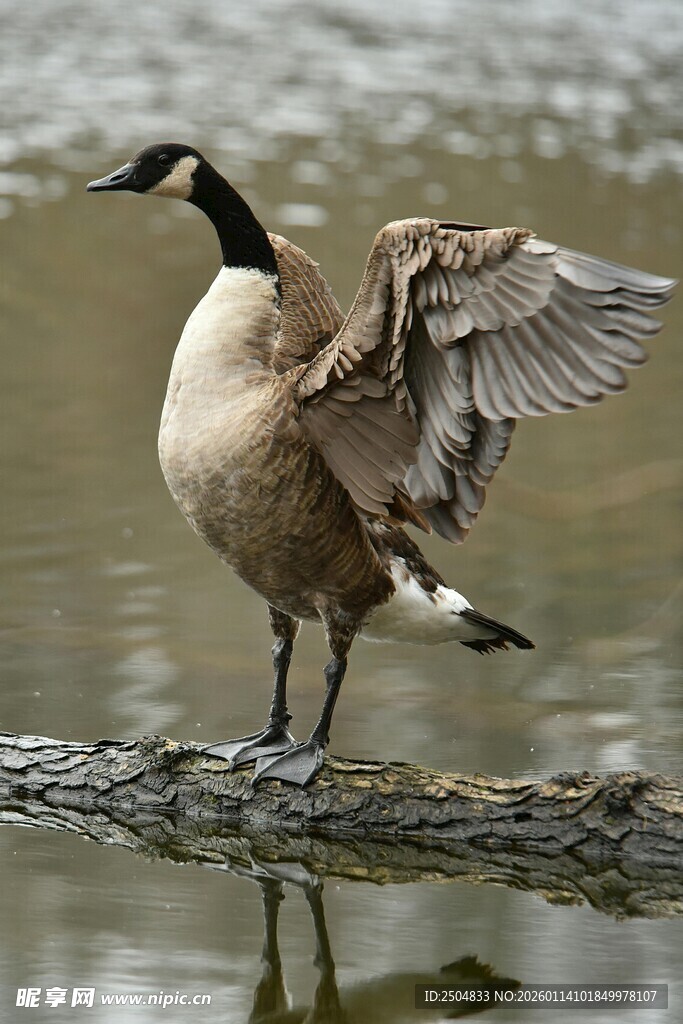 加拿大鹅立于水边展翼
