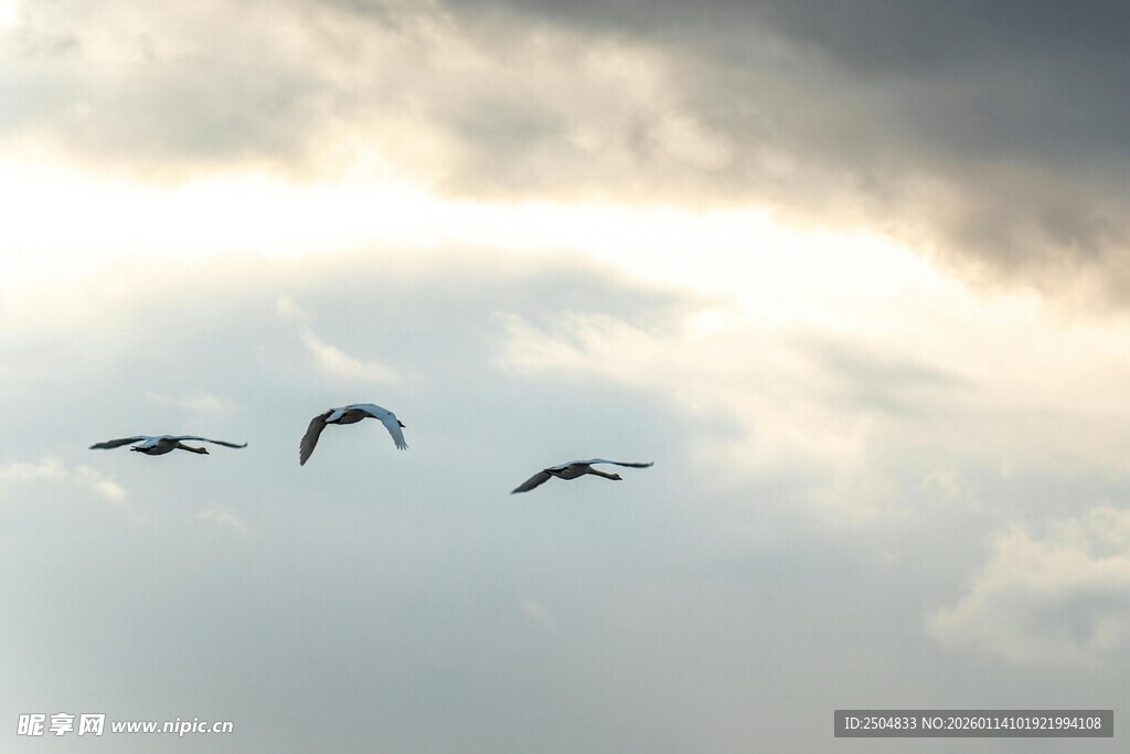 天空中飞翔的鸟儿