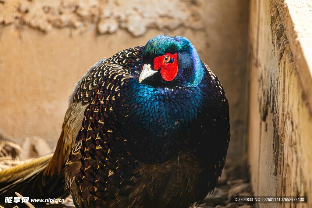 色彩艳丽的美丽雉鸡