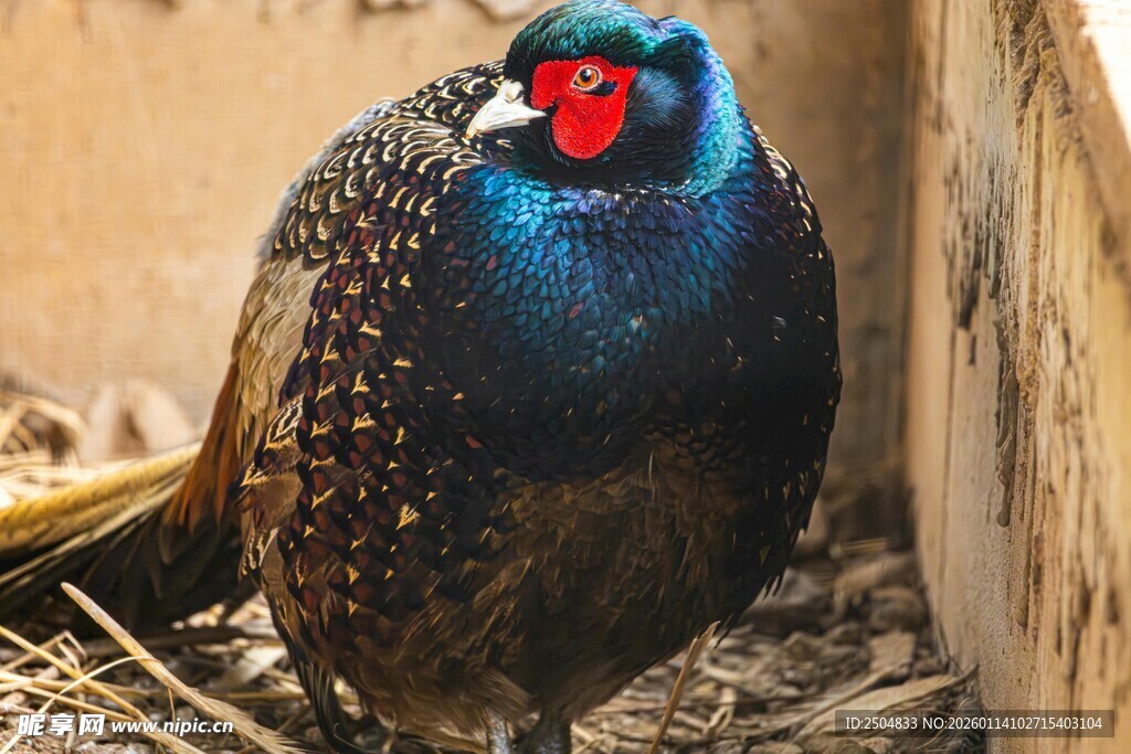 蓝腹鹇站于稻草堆中
