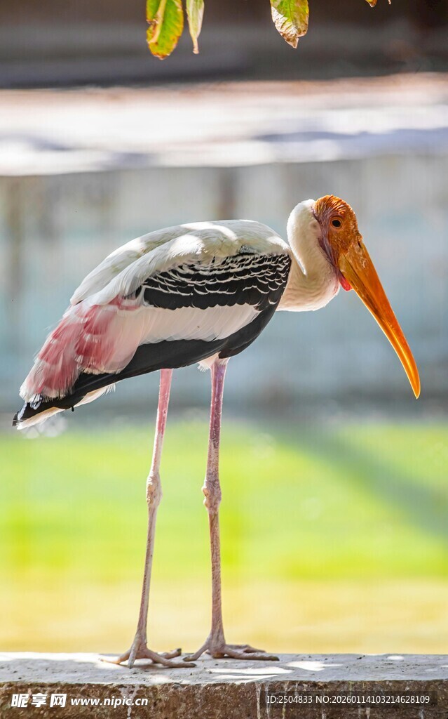 长嘴彩羽鸟立于石上