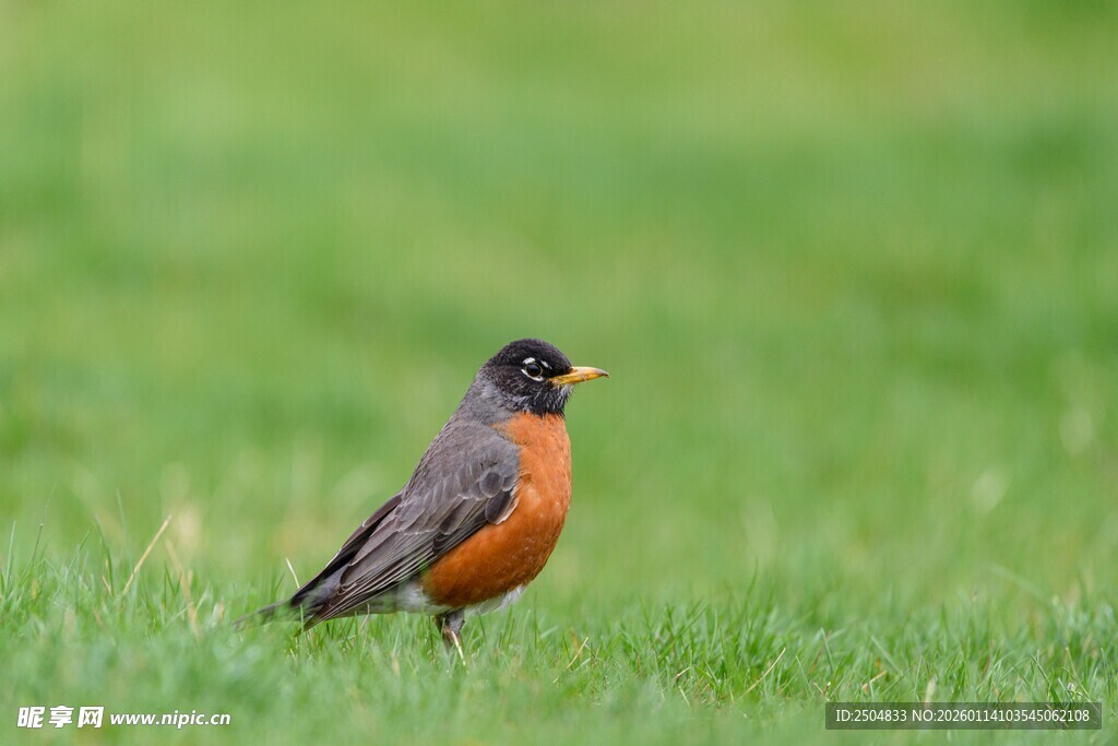 草地上的知更鸟