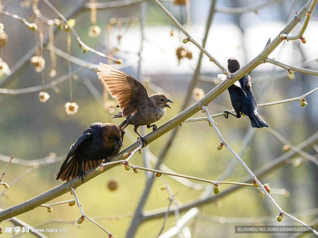 枝头鸟儿互动场景