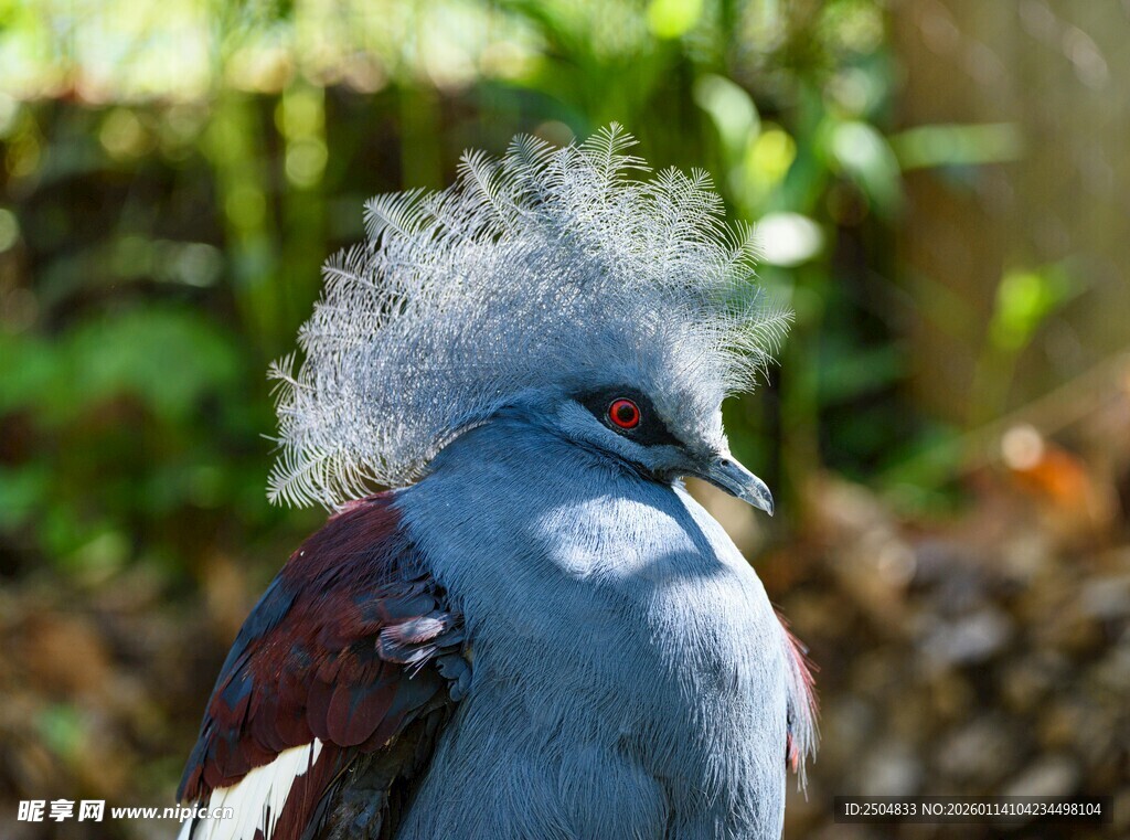 蓝羽冠奇异鸟特写