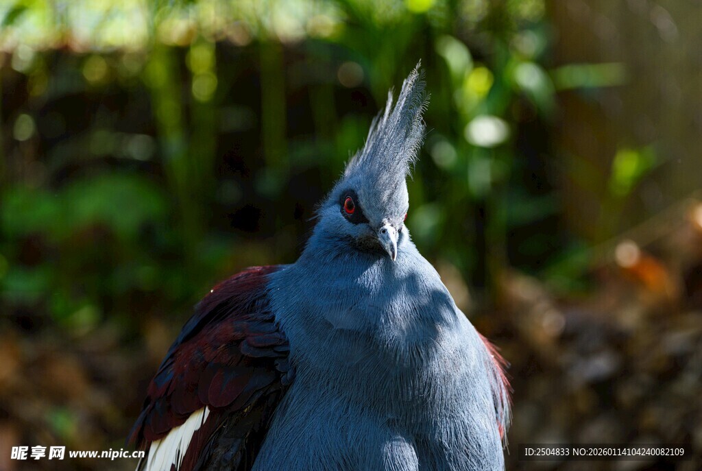 蓝羽凤头鸽特写