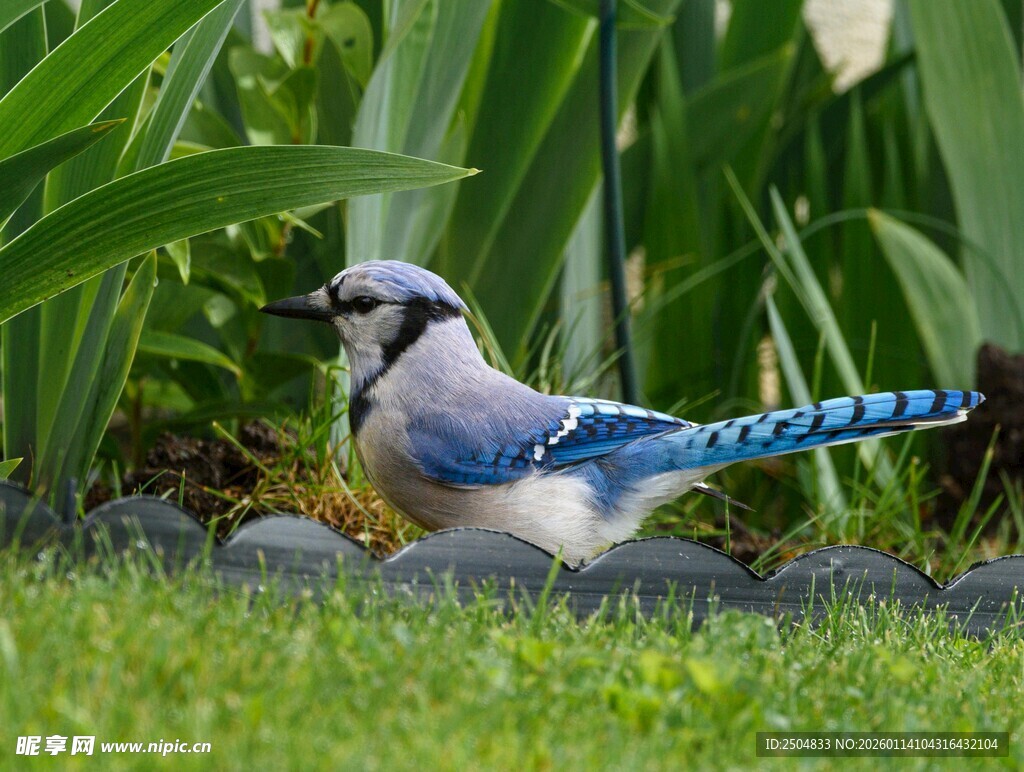 蓝冠鸦立于绿植旁