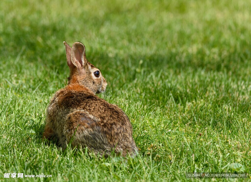 草地上的可爱小兔子
