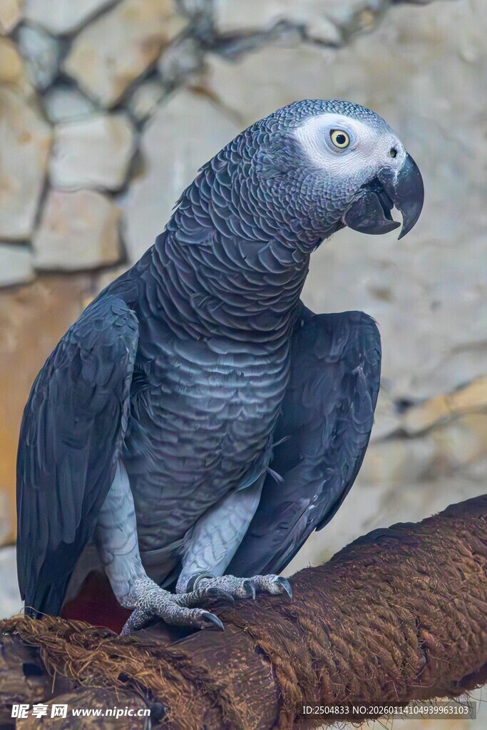  洲灰鹦鹉栖息于树枝上