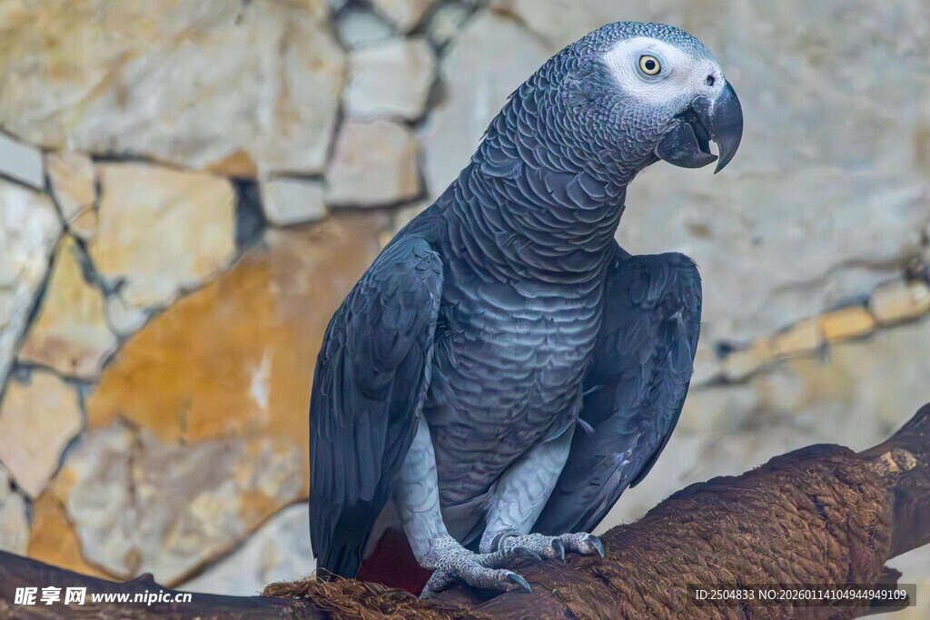 灰鹦鹉栖息于树枝上
