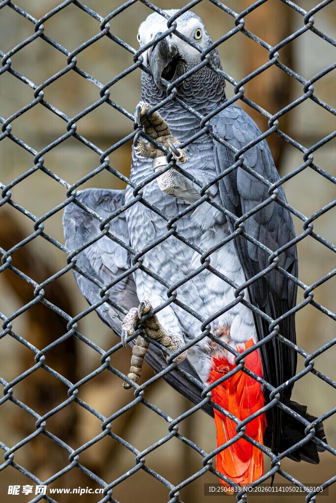 灰鹦鹉展示鲜艳尾部羽毛