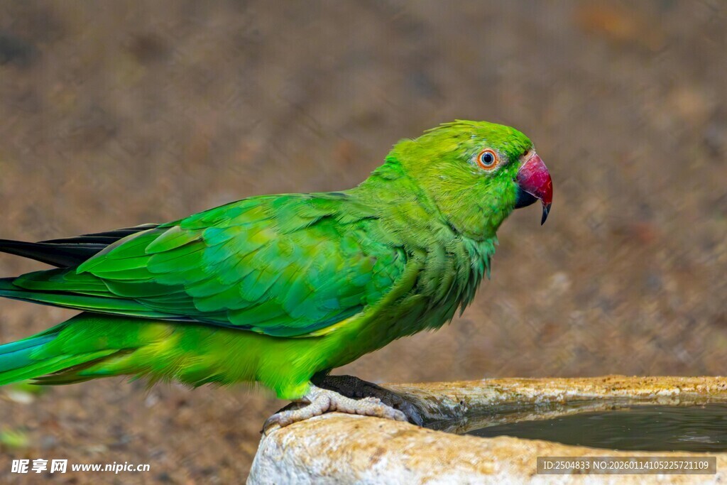 翠绿鹦鹉立于饮水器边