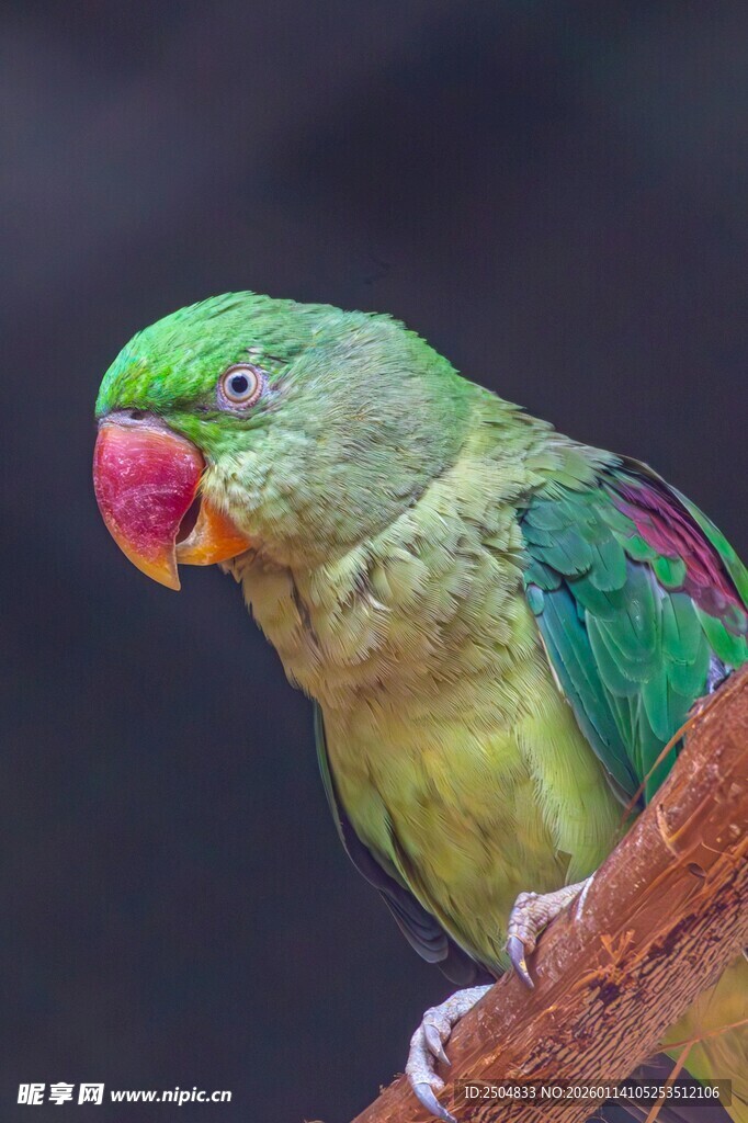 绿羽鹦鹉栖于枝头