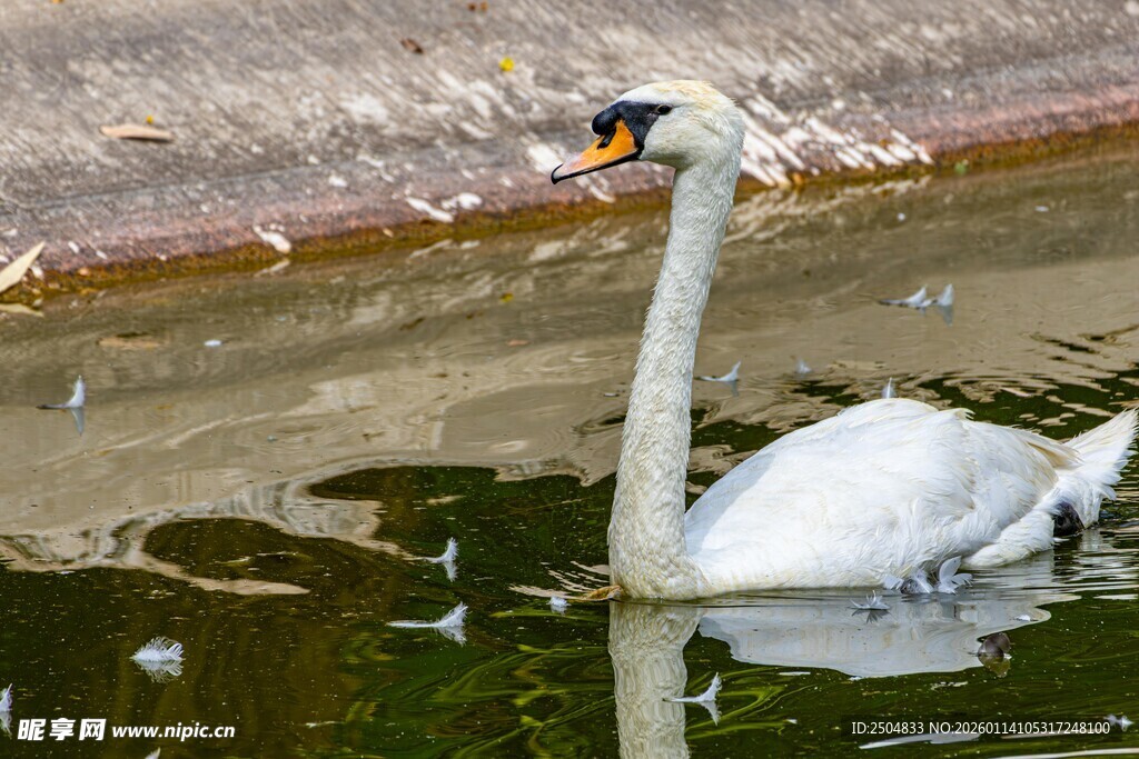 水中优雅天鹅