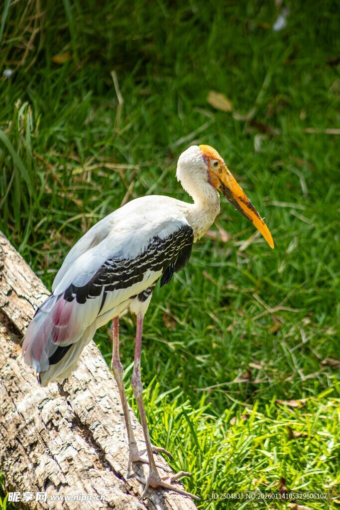 站立于树干的黄嘴鹳鸟