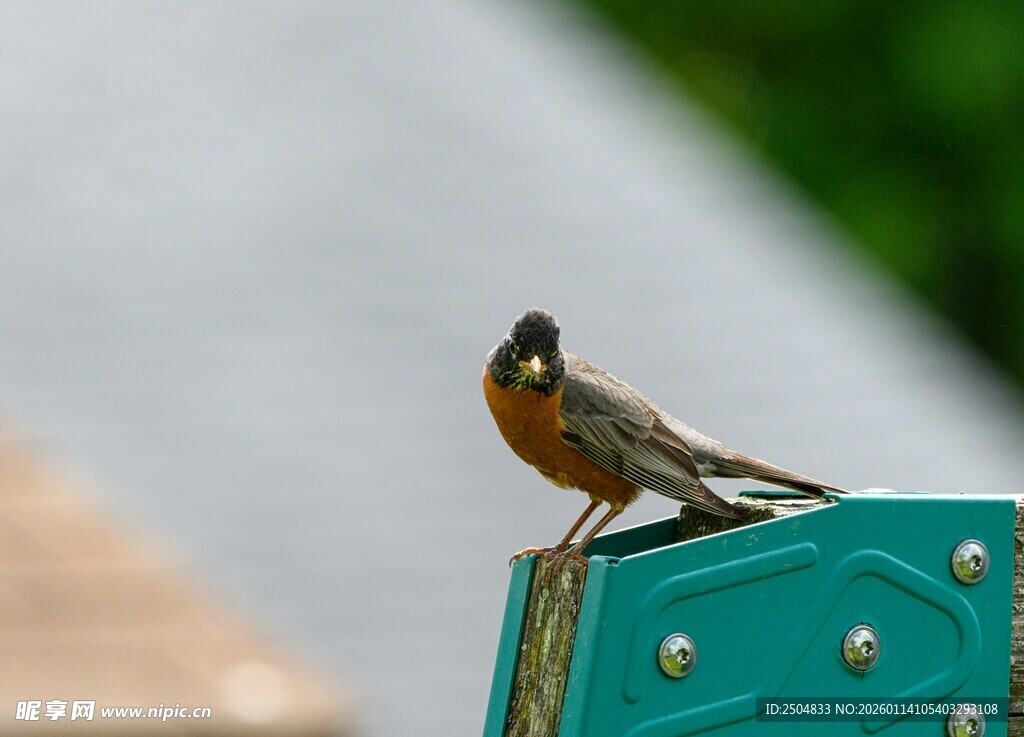 栖息于绿物件上的小鸟