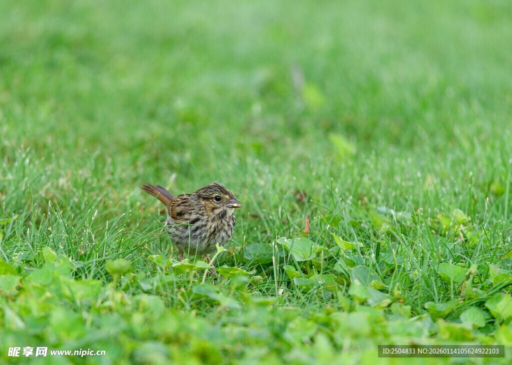 草丛中的小鸟