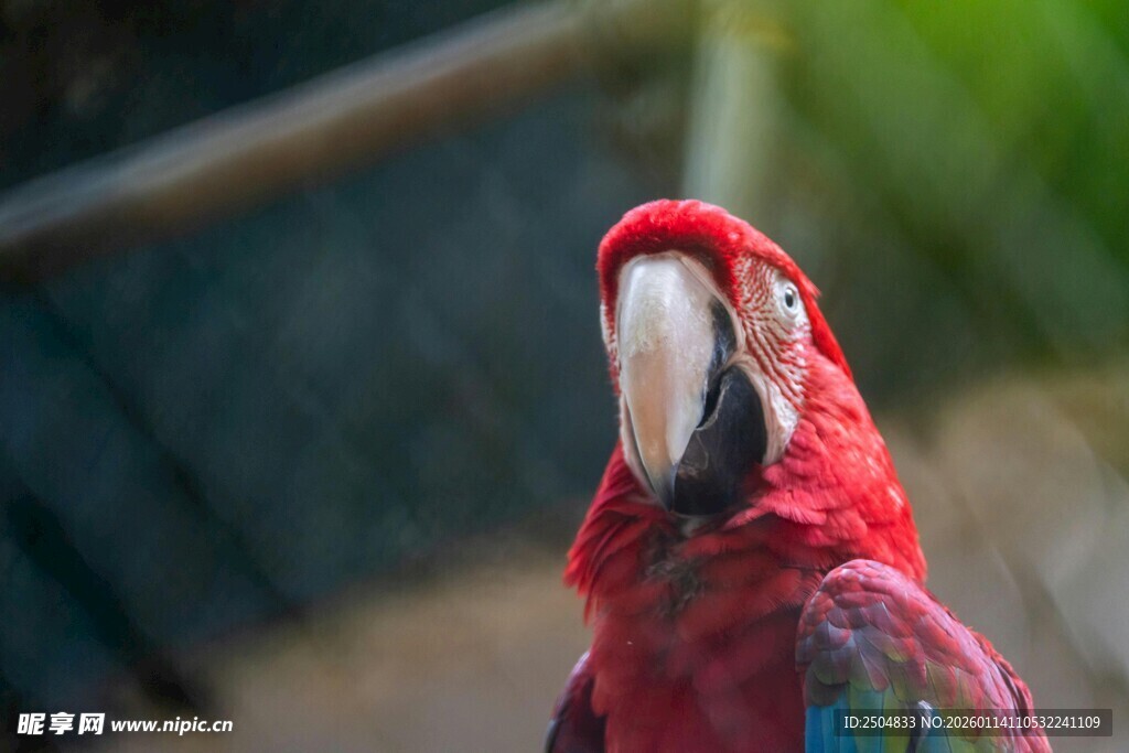 鲜艳红鹦鹉特写
