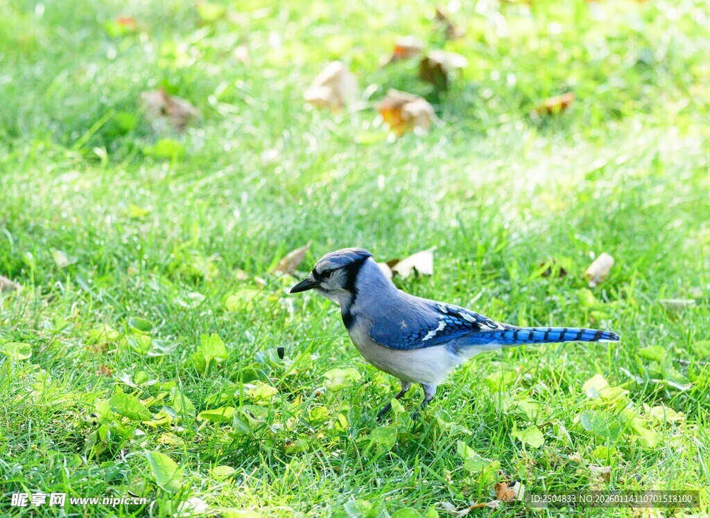 草地上的蓝灰色小鸟