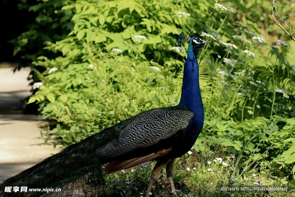漫步林间的美丽蓝孔雀