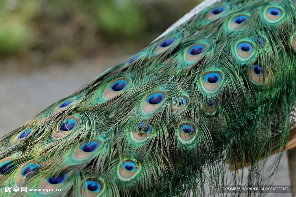 孔雀绚丽尾羽特写