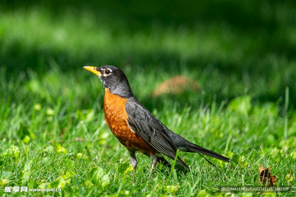 草地上的知更鸟