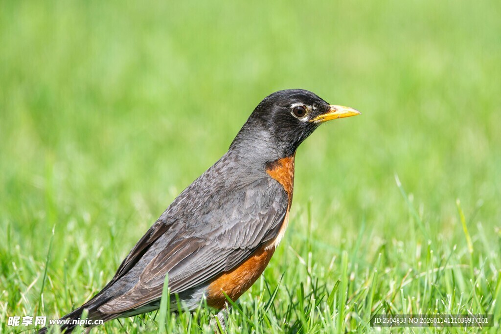 草地上的黑红相间小鸟