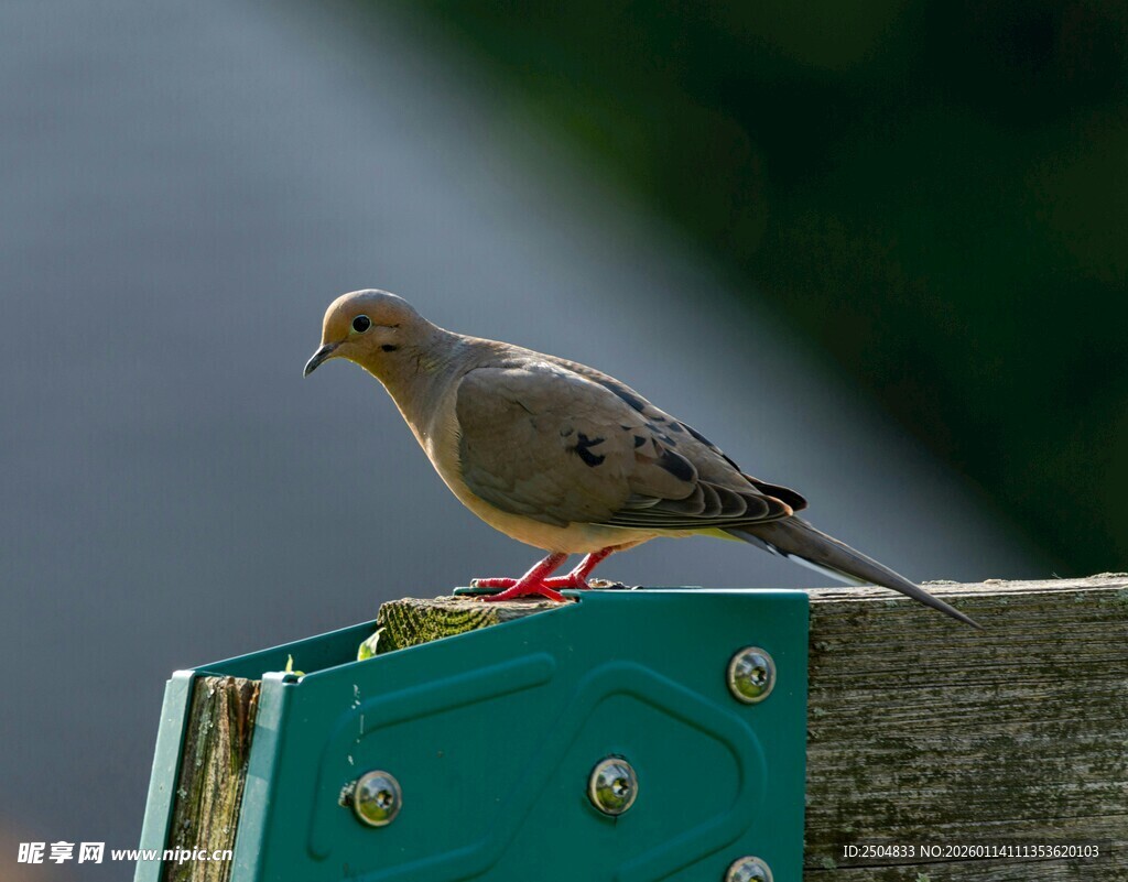 栖息于绿板上的灰褐色小鸟