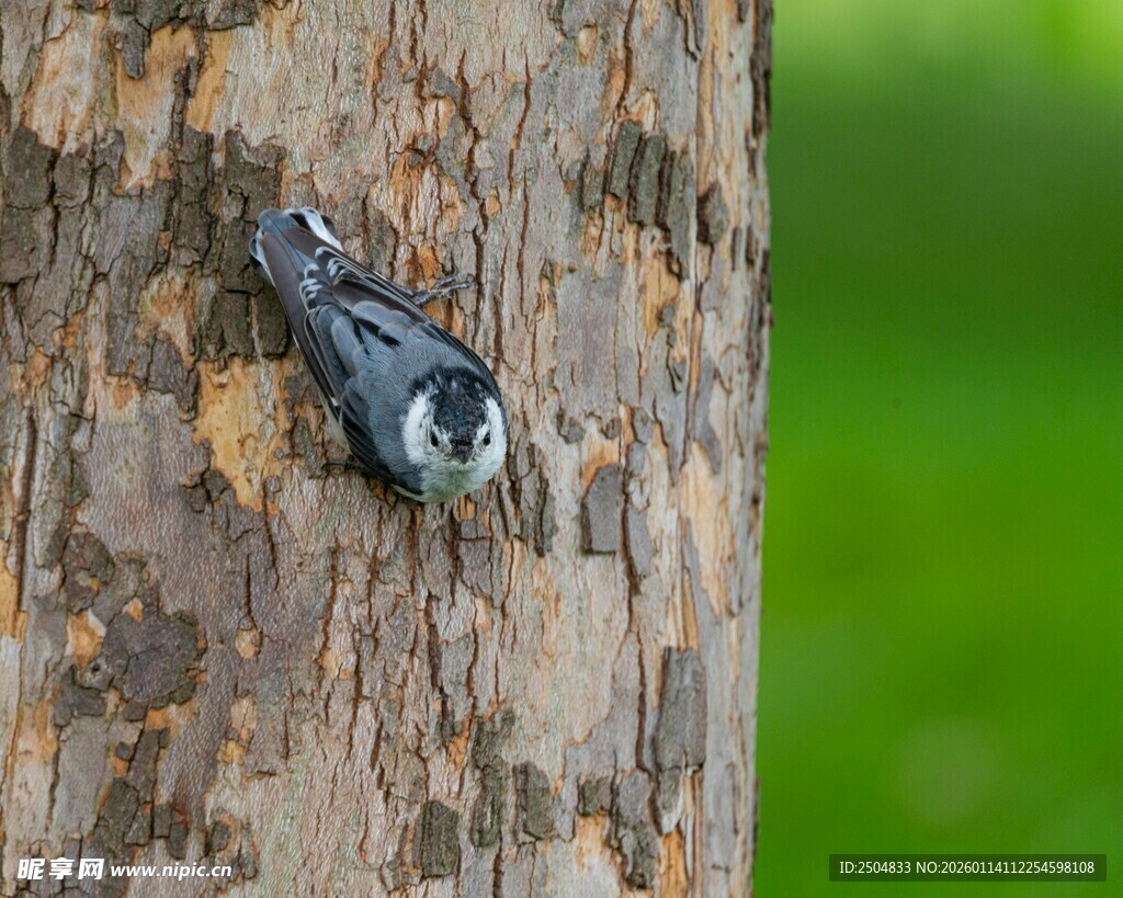 树干上的啄木鸟