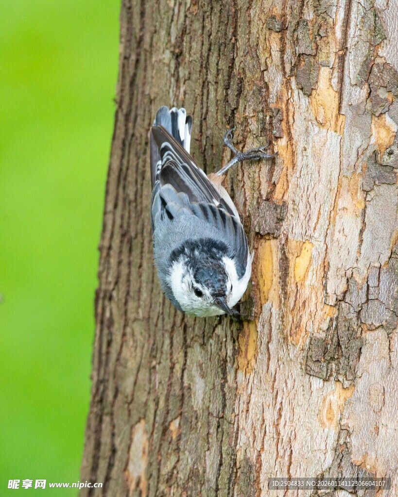 啄木鸟于树干专注觅食