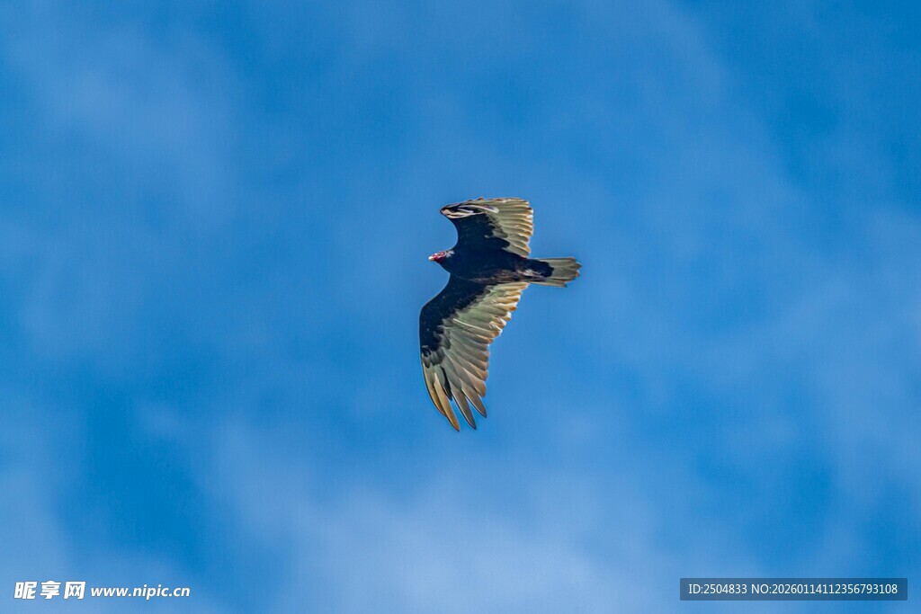 蓝天中翱翔的矫健飞鸟