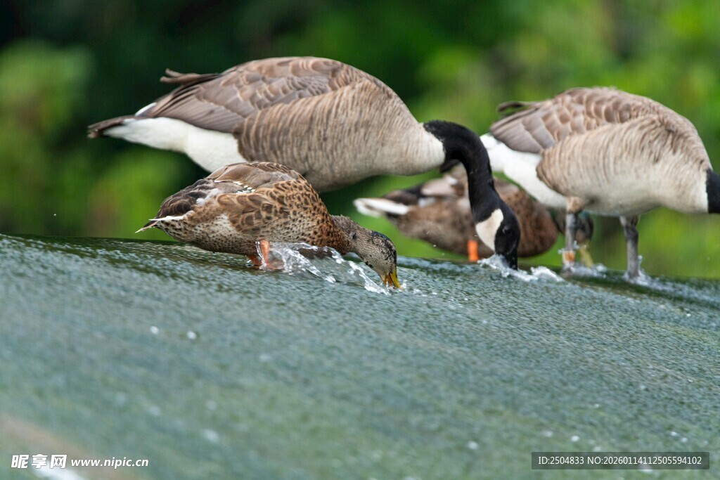 屋顶上觅食的几只大雁
